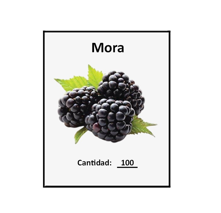 Semillas de Mora Para Maceta