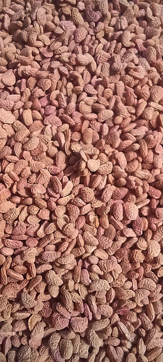 Semillas de Mora Para Maceta