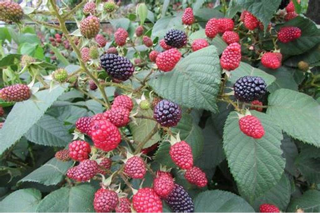 Semillas de Mora Para Maceta